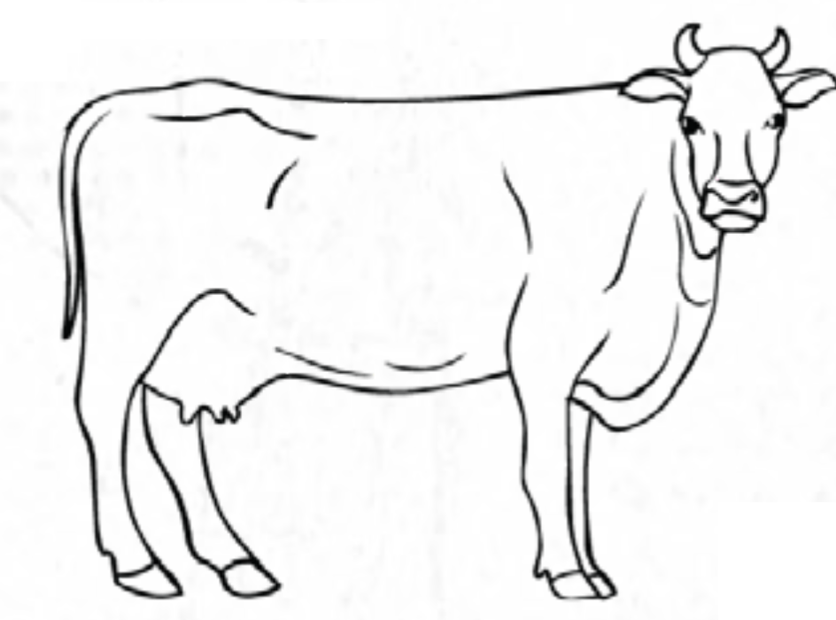 cow