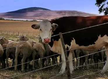 Sheep-cow-pasture-Cape-Town