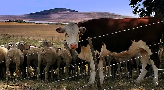 Sheep-cow-pasture-Cape-Town